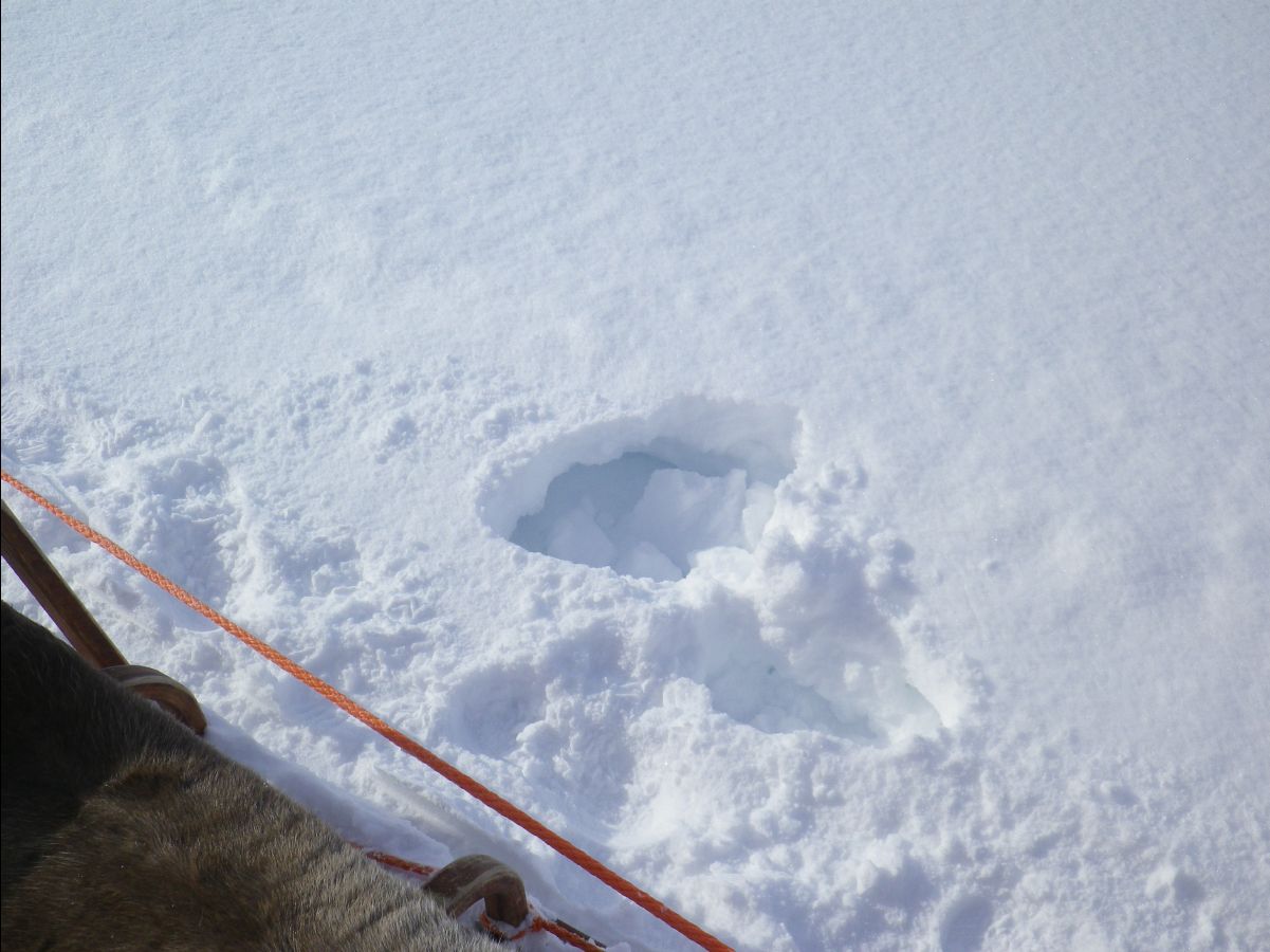 Dogs sledge25